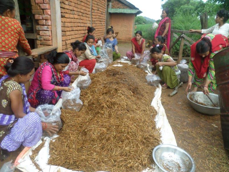 Women filling mushroom growing bags with treated straw