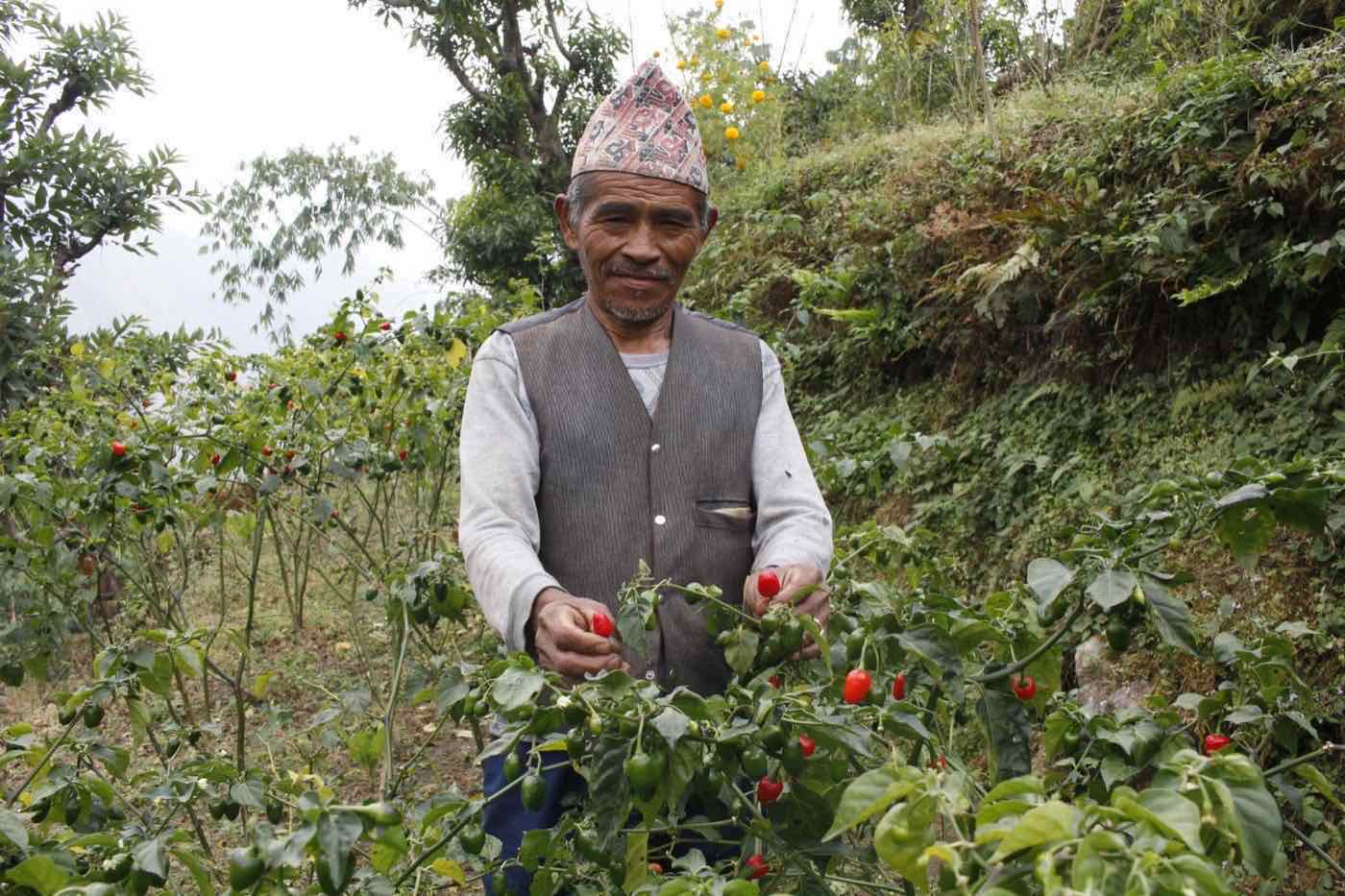 A farmer harvesting red chillies from his kitchen garden in Dandakharka