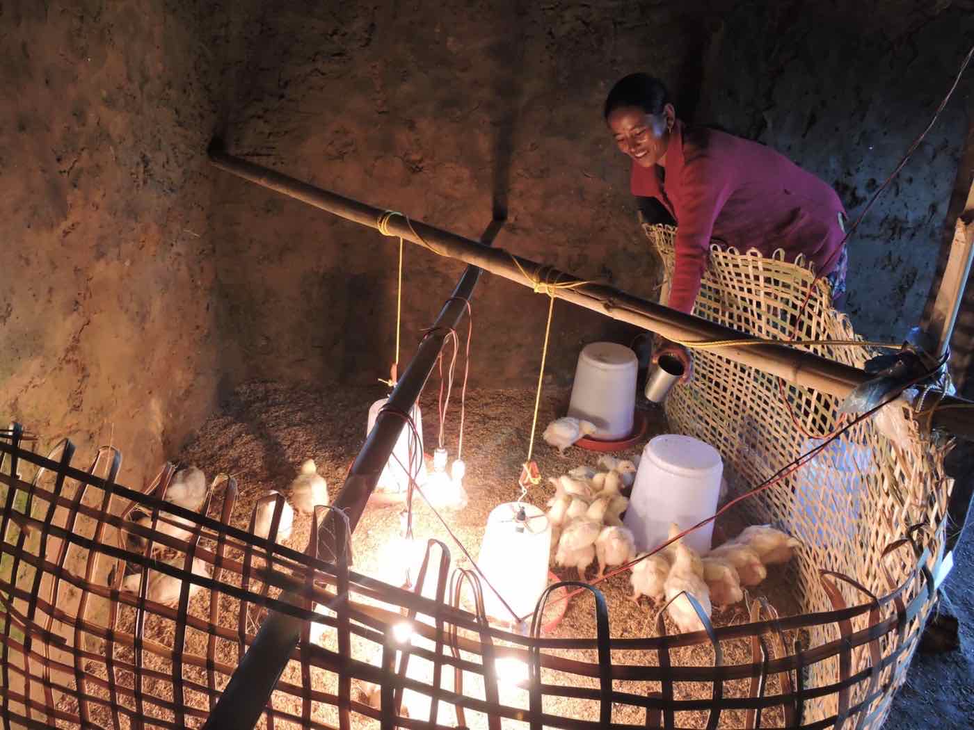 A commercial poultry business supported by HARP in Chhap