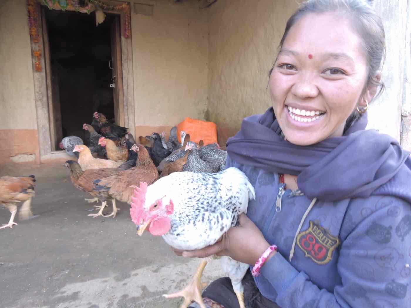 Chickens being raised through a HARP-supported poultry business in Chhap