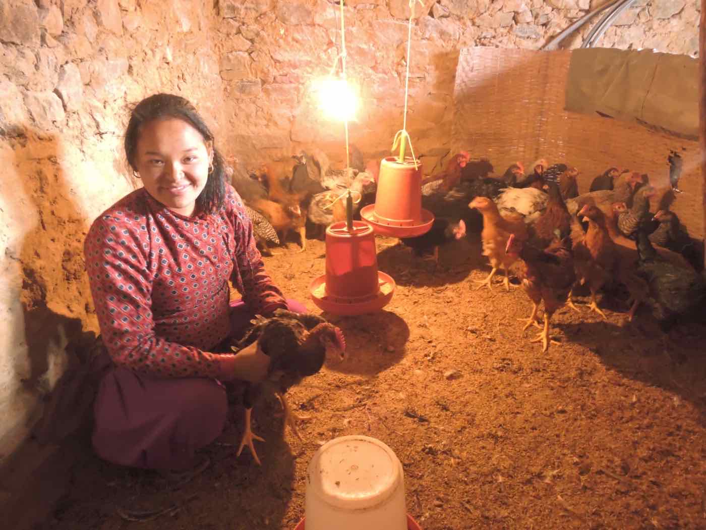Poultry rearing as part of HARP livelihood recovery in Chhap