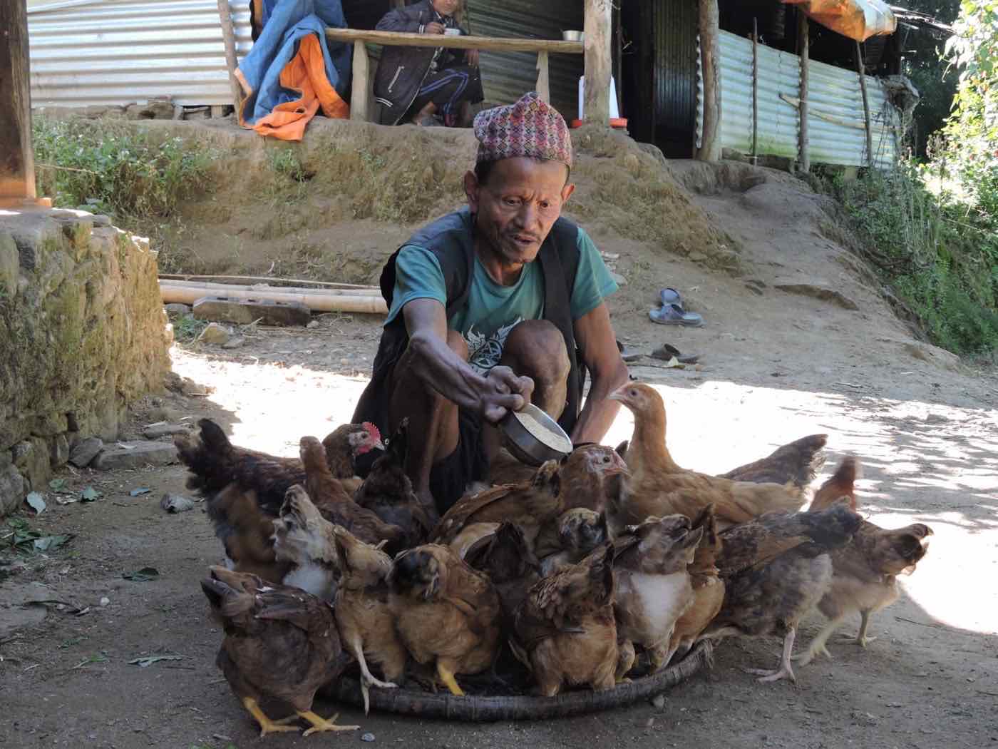 A farmer feeding his chickens as part of a HARP commercial poultry business in Chhap, Nuwakot