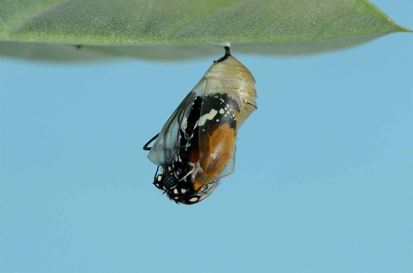 A cocoon, symbolising the upcoming RISE+ initiative